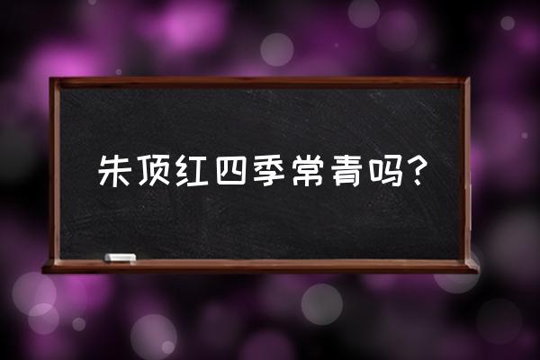 朱顶红的四季管理方法 朱顶红四季常青吗？