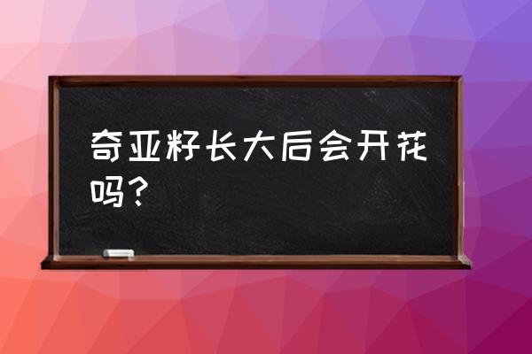 什么植物从种子到开花最快 奇亚籽长大后会开花吗？