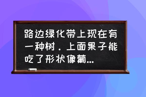 蒲桃果实为什么没人吃 路边绿化带上现在有一种树。上面果子能吃了形状像葡萄，叫什么名字？