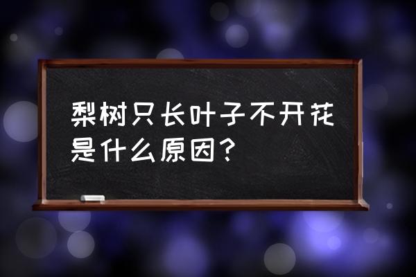 梨树不开花的原因及解决方法 梨树只长叶子不开花是什么原因？