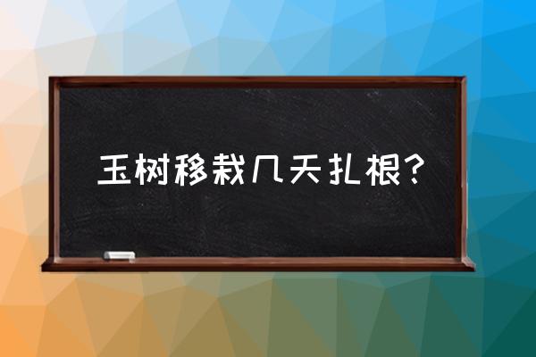 刚移栽的玉树应该放在哪里比较好 玉树移栽几天扎根？