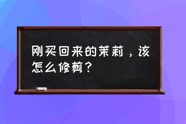 茉莉花怎么修剪叶子长得快 刚买回来的茉莉，该怎么修剪？