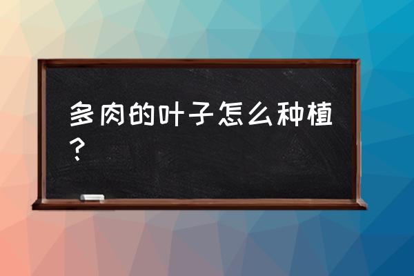 种多肉的步骤和方法 多肉的叶子怎么种植？