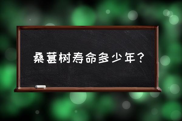 山东省养蚕的桑树苗批发哪里有 桑葚树寿命多少年？