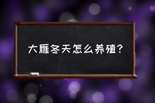 大雁养殖基地哪里最好 大雁冬天怎么养殖？