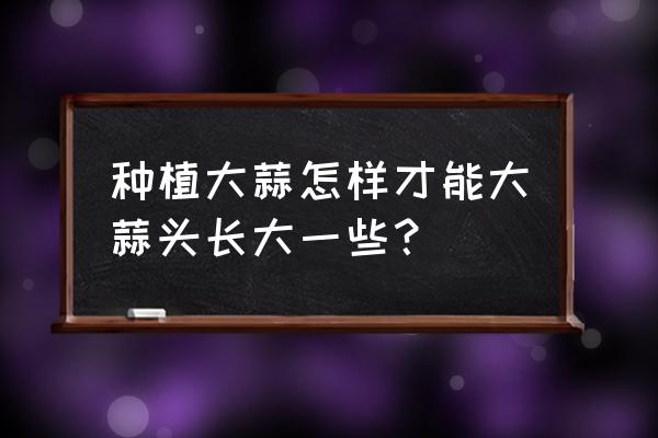 大蒜开花的最佳方法 种植大蒜怎样才能大蒜头长大一些？