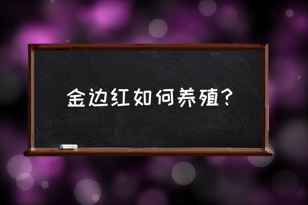 正确的金边兰花怎么养 金边红如何养殖？