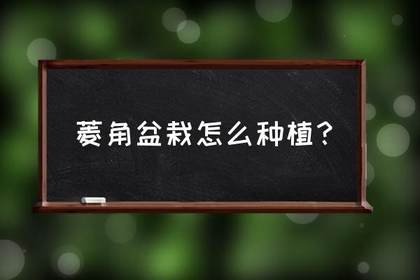 菱角种植技术全过程 菱角盆栽怎么种植？