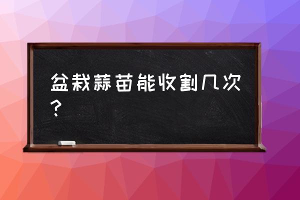 花盆里面的蒜苗怎么种 盆栽蒜苗能收割几次？