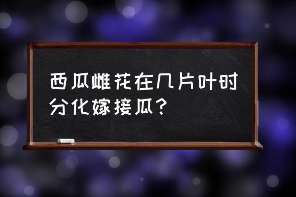 西瓜育苗几天可以进行嫁接 西瓜雌花在几片叶时分化嫁接瓜？