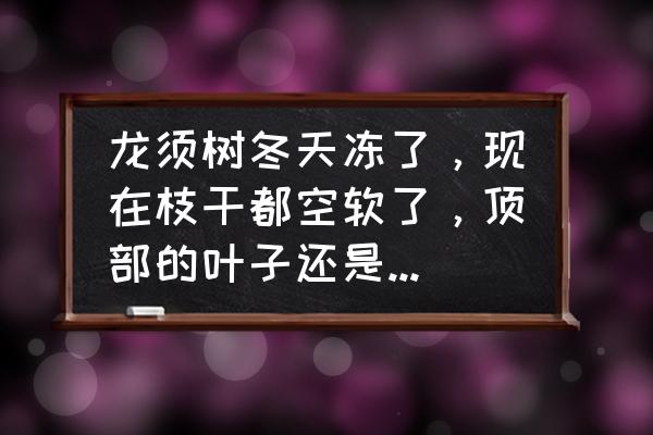 龙须树冬季养护的正确方法 龙须树冬天冻了，现在枝干都空软了，顶部的叶子还是好的，能否把枝干顶部剪下来扦插呢?如何扦插?谢谢？