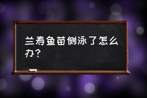 缓解鱼苗运输中应激的方法 兰寿鱼苗侧泳了怎么办?