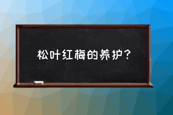 松红梅的叶子一碰就掉了怎么解决 松叶红梅的养护？