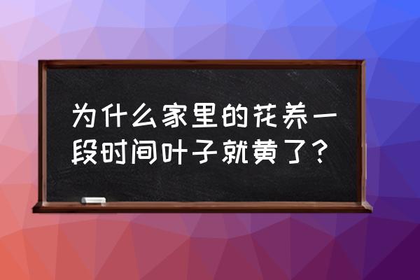 为什么家里有绿植叶子发黄 为什么家里的花养一段时间叶子就黄了？