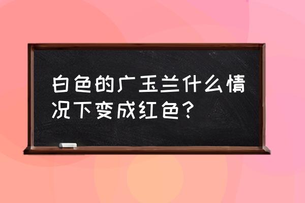 广玉兰嫁接苗床准备 白色的广玉兰什么情况下变成红色？