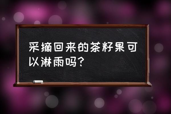 油茶果掉果是什么原因 采摘回来的茶籽果可以淋雨吗？