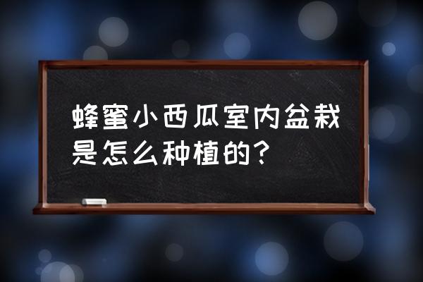 创意盆栽手工制作西瓜 蜂蜜小西瓜室内盆栽是怎么种植的？