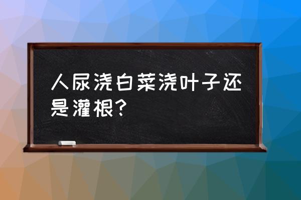 盖地膜的白菜怎么施肥 人尿浇白菜浇叶子还是灌根？