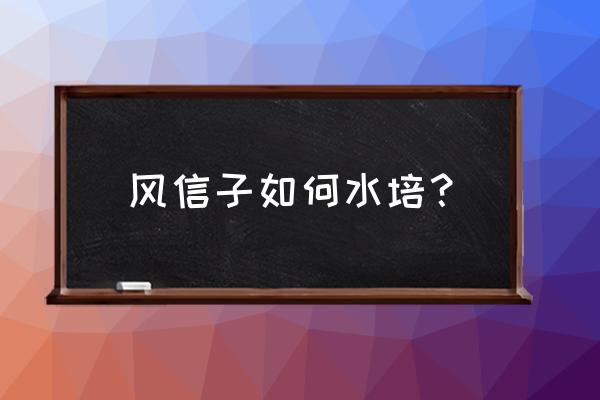 简单花朵手工风信子 风信子如何水培？