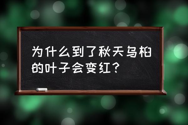 乌桕树药用功效 为什么到了秋天乌桕的叶子会变红？