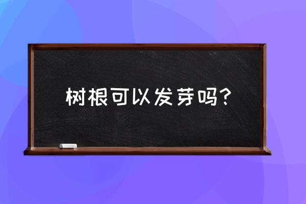 根的药用价值配方 树根可以发芽吗？