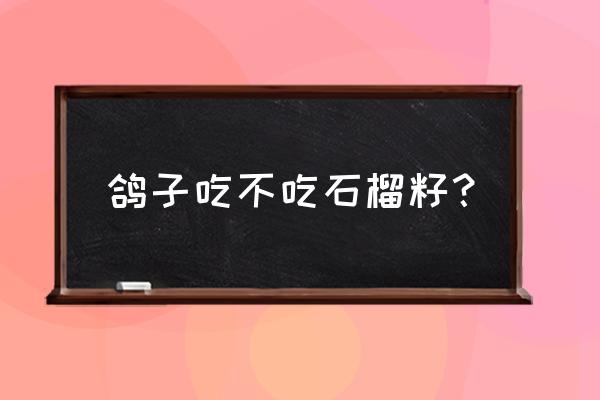 石榴除了吃还可以做什么 鸽子吃不吃石榴籽？