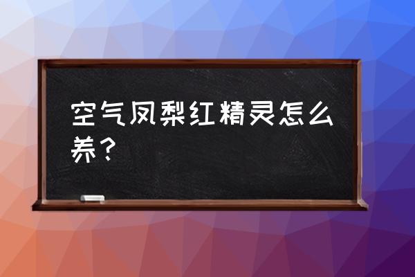 刚买来空气凤梨新手怎么养 空气凤梨红精灵怎么养？