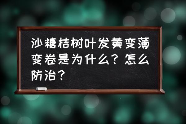 冰糖橘吃了为什么会皮肤发黄 沙糖桔树叶发黄变薄变卷是为什么？怎么防治？