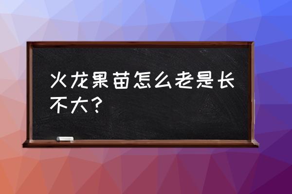 火龙果怎么才能长得快 火龙果苗怎么老是长不大？