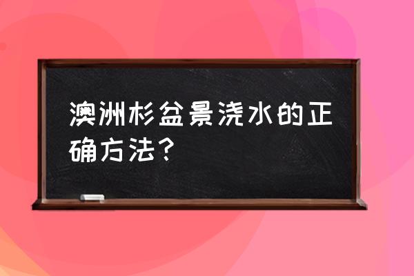 家庭盆栽植物浇水的正确方法 澳洲杉盆景浇水的正确方法？