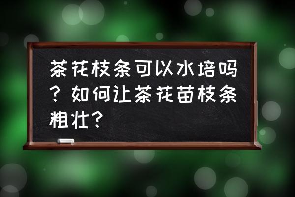 茶花不死不活又不长芽怎么办 茶花枝条可以水培吗？如何让茶花苗枝条粗壮？