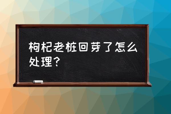 冬天买枸杞老桩能种活吗 枸杞老桩回芽了怎么处理？