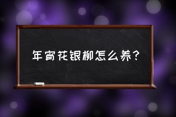 银柳插20支好还是30支好 年宵花银柳怎么养？