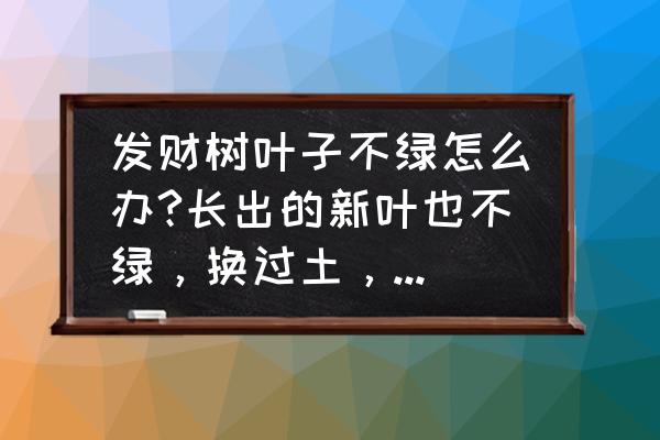 发财树嫩叶发黑发焦怎么补救 发财树叶子不绿怎么办?长出的新叶也不绿，换过土，土里施了发财树专用肥。发财树究竟喜不喜欢阳光啊，背？