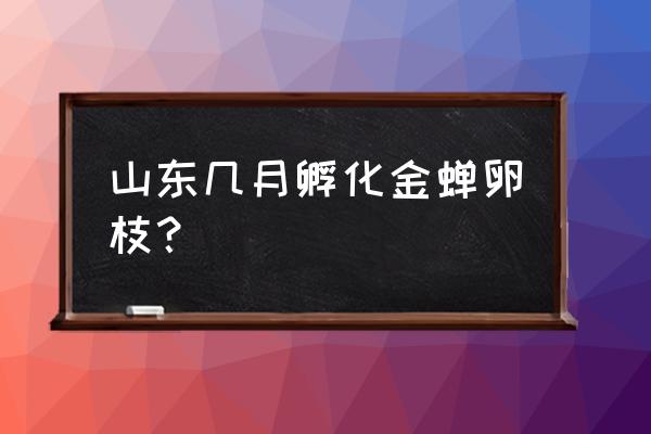 金蝉卵枝条怎么孵化 山东几月孵化金蝉卵枝？