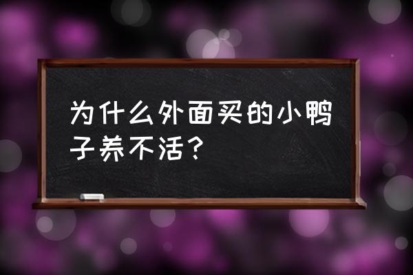 街上卖的小鸭子能活吗 为什么外面买的小鸭子养不活？