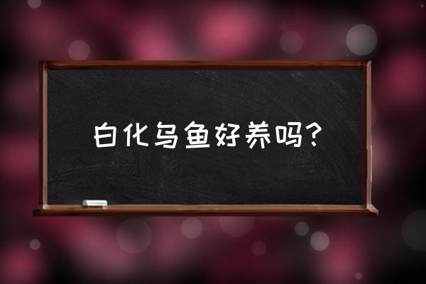 乌鱼养殖技术及成本 白化乌鱼好养吗？