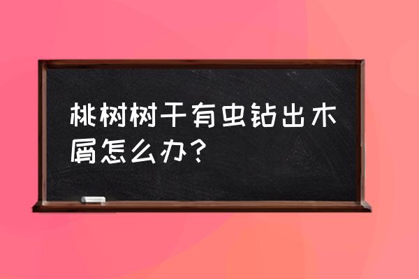 桃树树干有钻心虫怎么治 桃树树干有虫钻出木屑怎么办？