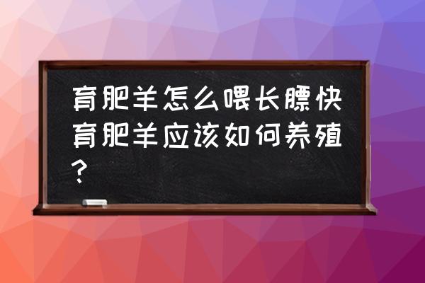 我想养育肥羊怎么养 育肥羊怎么喂长膘快育肥羊应该如何养殖？