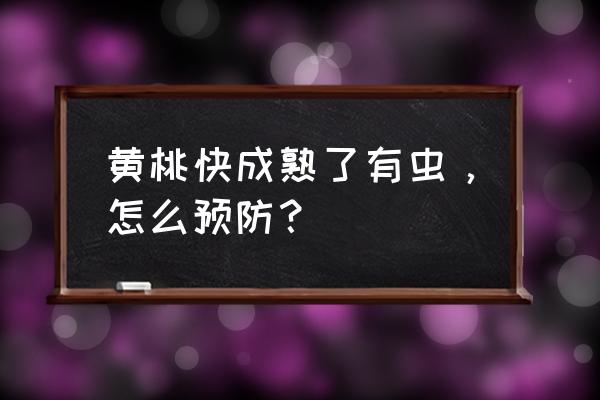 桃子多了吃不了要怎样做 黄桃快成熟了有虫，怎么预防？