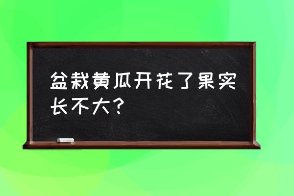 水果黄瓜盆栽种植方法 盆栽黄瓜开花了果实长不大？