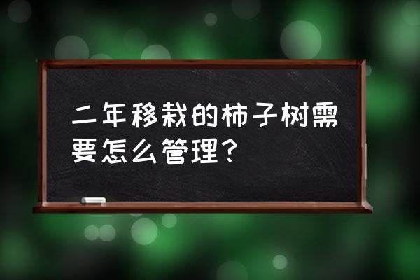 岩柿下山桩的养殖方法和注意事项 二年移栽的柿子树需要怎么管理？