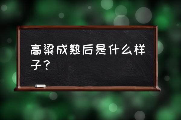 高粱的样子介绍 高粱成熟后是什么样子？