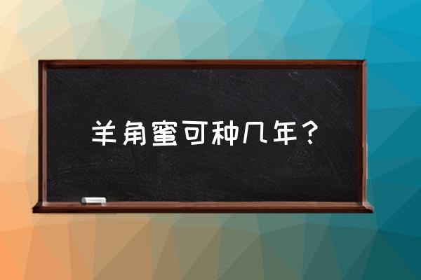 羊角蜜瓜怎么露天种植 羊角蜜可种几年？