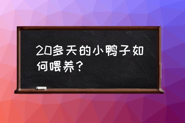 刚运回来的鸭苗怎么养 20多天的小鸭子如何喂养？