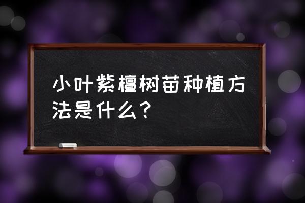 小叶紫檀种子怎样育苗 小叶紫檀树苗种植方法是什么？