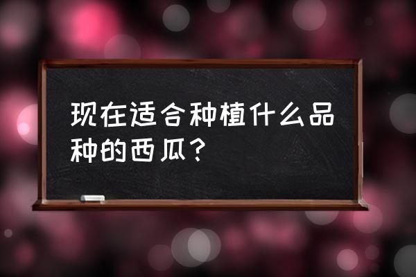 怎样才能挑选好吃的西瓜 现在适合种植什么品种的西瓜？