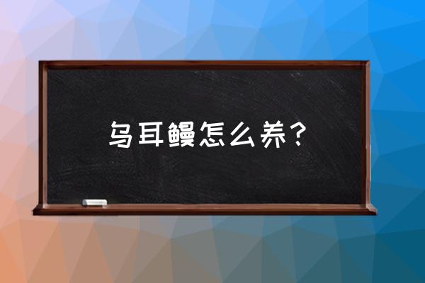 鳗鱼的养殖方法与技术 乌耳鳗怎么养？