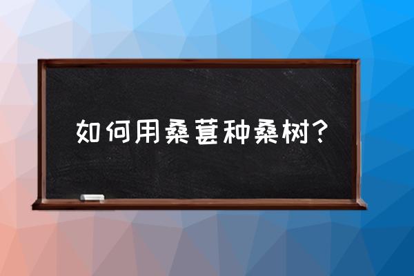 长果桑葚树怎么样种植 如何用桑葚种桑树？