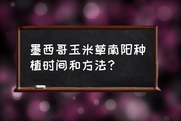 墨西哥玉米草可以自留种吗 墨西哥玉米草南阳种植时间和方法？